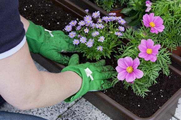 Eine Person bepflanzt mit Gartenhandschuhen einen Blumenkasten mit bunten Blumen.